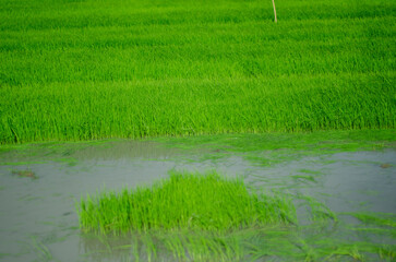 Obraz premium Vibrant Green Rice Paddy Field with Flooded Water