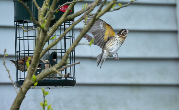 a female rose breasted grossbeak taking off