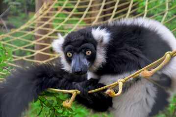 A close-up of a black-and-white ruffed lemur (Varecia variegata). The animal has a fluffy white collar and a dark muzzle. The lemur sits in its enclosure © Valentyna
