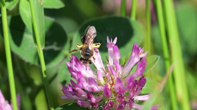 Closeup of the great banded furrow bee (Halictus scabiosae), that feeds on nectar of the red clover (Trifolium pratense), on Slow motion.