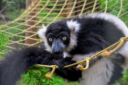 A close-up of a black-and-white ruffed lemur (Varecia variegata). The animal has a fluffy white collar and a dark muzzle. The lemur sits in its enclosure