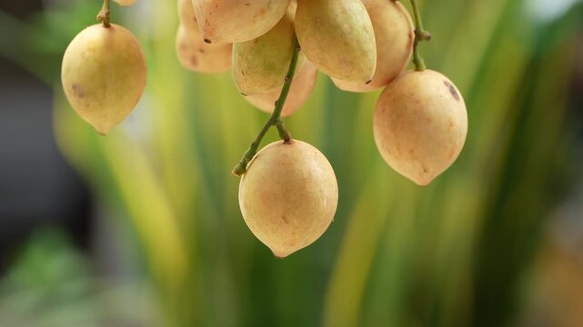 Close up of fresh organic Ha Chau Baccaurea fruits with bokeh background.