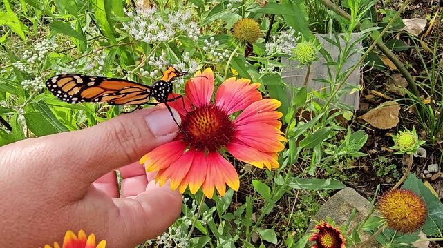 Hand of woman assisting monarch butterfly with underdeveloped wing