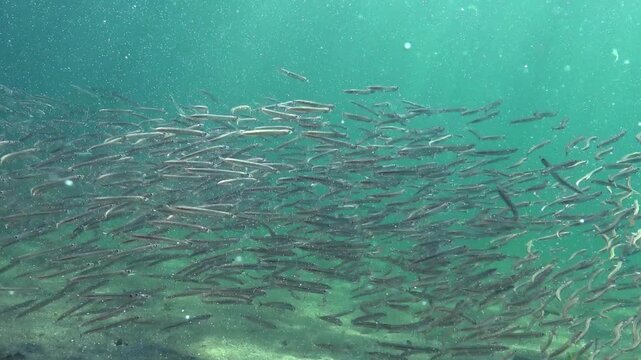 Black Sea, Large school of small fish Mediterranean sand eel Gymnammodytes cicerelus
