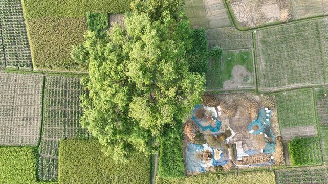 Aerial view of farmers threshing rice in rural paddy fields