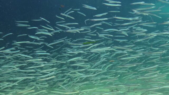 Black Sea, Large school of small fish Mediterranean sand eel Gymnammodytes cicerelus