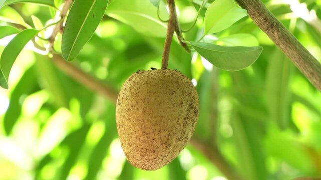 Close up of a single fresh sapodilla fruit hanging on tree branch.