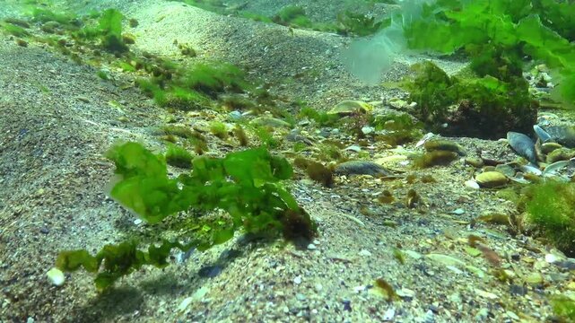 The Black Sea, underwater view, Sea Lettuce (Ulva lactuca)