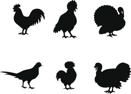 Poultry silhouettes on a white background black avian shapes