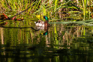 Fototapeta premium Pair of Mallard Ducks Swimming in Oasi Le Foppe Natural Oasis, Italy