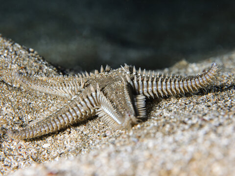 Sand sifting starfish