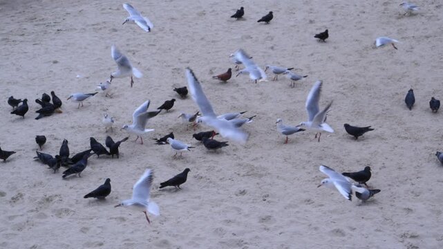 Gulls (family Laridae) and pigeons (Columba livia domestica) on the sandy shore of the Black Sea