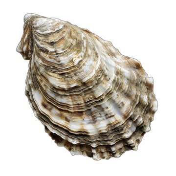 Detailed oyster shell with transparent background for design projects