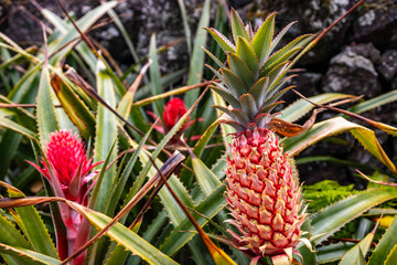 Fototapeta premium Red pineapple growing on a green plant in a field on Pico Island, Azores, Portugal. Cluster of ornamental wild bromeliad fruit with spiky leaves.