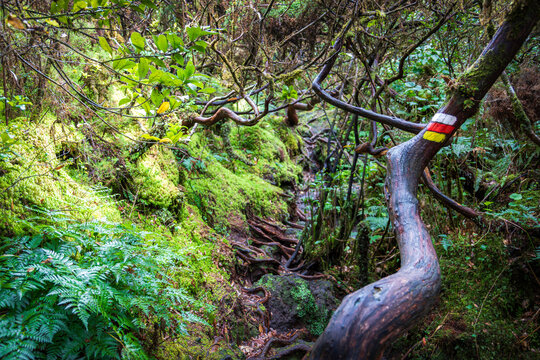 Close-up of a white, red, and yellow hiking marker painted on a twisted tree trunk over a root-filled path on the Mist&eacute;rios Negros trail in Terceira Island, Azores.