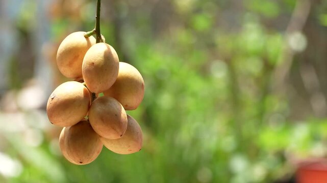 Close up of Ha Chau Baccaurea fruit cluster with green copy space layout.