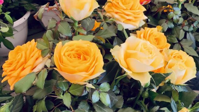 Gorgeous vibrant yellow and orange rose flowers blooming on a lush bush. Beautiful macro floral background. Perfect for autumn greeting card, wedding decoration, flower shop banner or wallpaper.