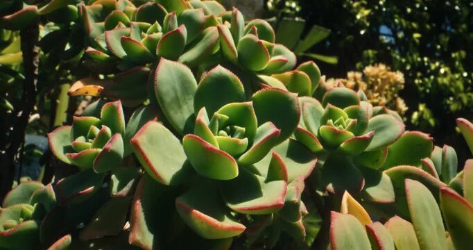 Haworth's aeonium plant out in the sun - closeup