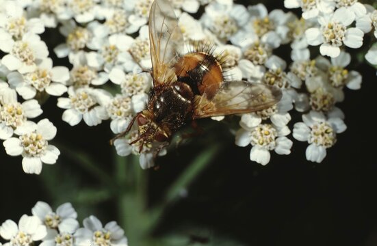 Echinomya fera Tachinidae (Igelfliege) a eurpean fly on Daucus carota or Wild carrot