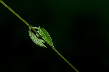 Fototapeta premium Macro photograph of fresh green leaves growing on a plant stem with a dark blurred background