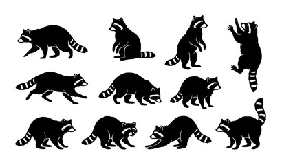 Obraz premium Black Raccoon Silhouette Set with Various Animal Poses and Wildlife Vector Collection