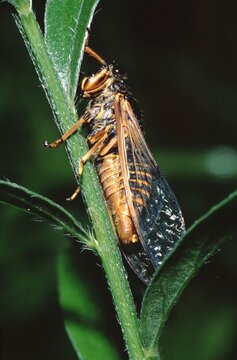 Cicadetta montana (Bergzikarde) or Mountain Cicada