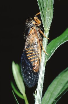 Cicadetta montana (Bergzikarde) or Mountain Cicada