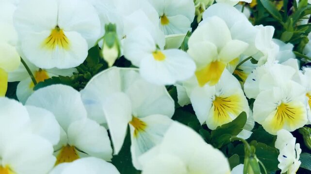 Delicate white and yellow pansy flowers blooming in a fresh spring garden. Elegant macro floral background. Perfect for romantic greeting card, wellness design, organic cosmetics decor or banner.