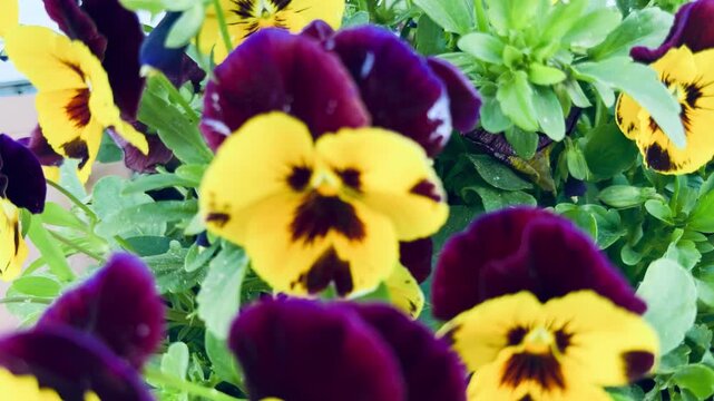 Vibrant purple and gold pansy flowers blooming in a lush spring garden. Beautiful macro floral background. Perfect for romantic greeting card, wellness design, wedding decoration or banner.