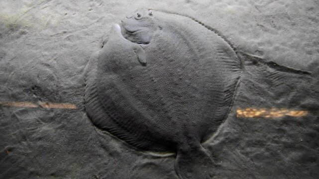 A European plaice (Pleuronectes platessa) resting on a sandy seabed in its natural marine habitat. This flatfish is well adapted to life on the ocean floor, using excellent camouflage to blend 