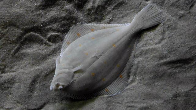 A European plaice (Pleuronectes platessa) resting on a sandy seabed in its natural marine habitat. This flatfish is well adapted to life on the ocean floor, using excellent camouflage to blend 