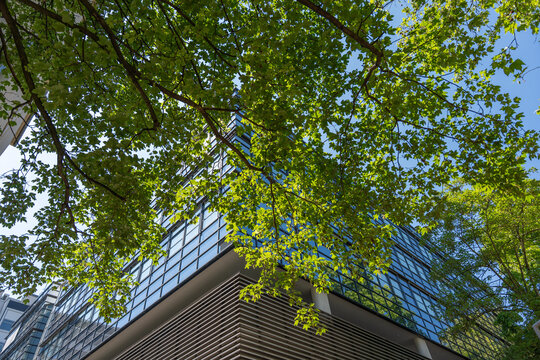 Fresh London plane tree leaves frame a modern glass office building. Reflections and blue sky create a clean urban spring architecture scene.
