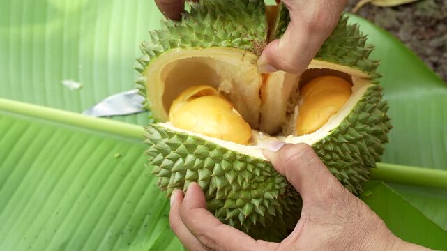 Close up of hands cracking open a fresh Black Thorn durian to show orange meat.