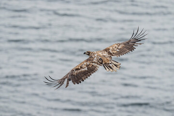 Naklejka premium White‑tailed Eagle (Haliaeetus albicilla) in flight