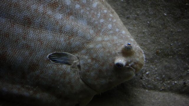 A European plaice (Pleuronectes platessa) resting on a sandy seabed in its natural marine habitat. This flatfish is well adapted to life on the ocean floor, using excellent camouflage to blend 