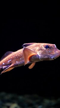 A deep-sea chimaera fish swimming through a dark underwater environment. This rare cartilaginous fish, also known as a ghost shark, is an ancient species found in the deep ocean. 