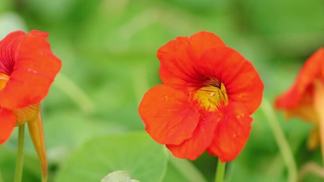 Flowering nasturtium, orange flowers of the nasturtium, green leaves, orange-red petals, pistil, Tropaeolum majus
