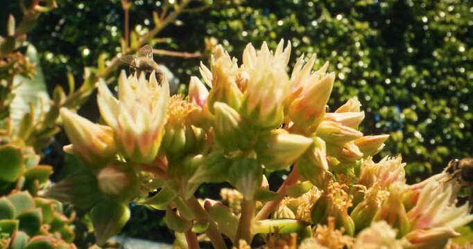 Low steady cam shot of yellow flower buds and bumblebees - slow motion 