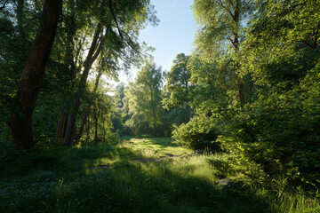 Fototapeta premium morning in the forest