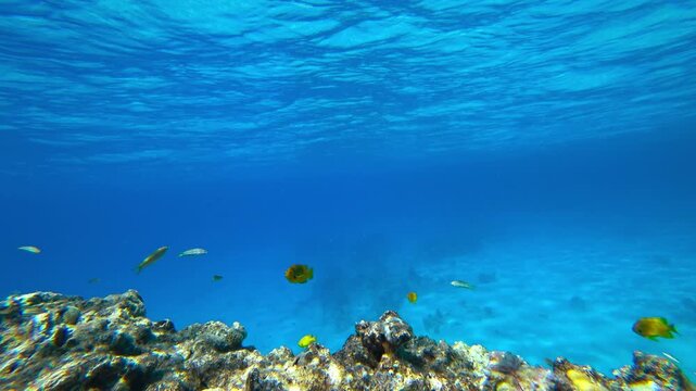 beautiful coral reef and fish