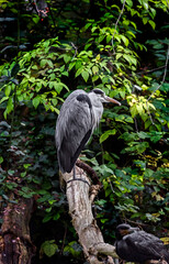 Fototapeta premium Grey heron on the beam. Latin name - Ardea cinerea