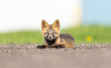 Naklejka premium Red Fox Kit 