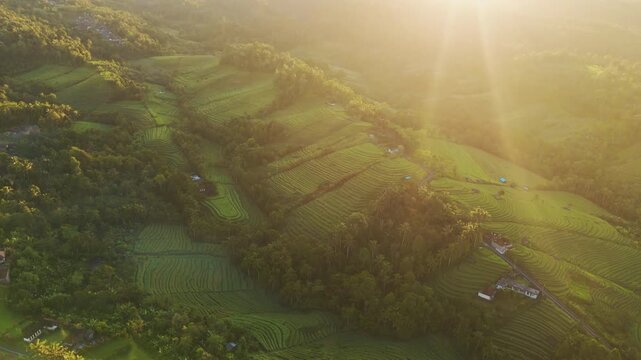 Spectacular drone flyover of iconic Belimbing rice fields &ndash; Amazing tropical valley patterns during beautiful misty morning in Bali, premium Indonesia tourism and travel advertising background