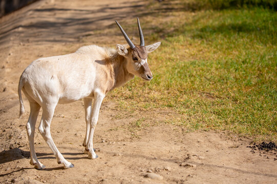 Addax (addax nasomaculatus) antelope close up head shot with horns