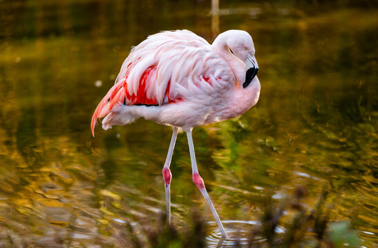 Pink Flamingo Birds In Water And Resting In The Zoo