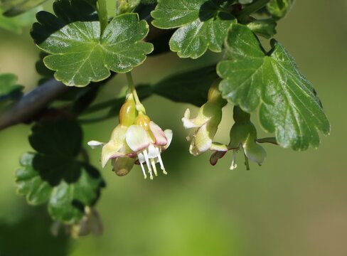 Beautiful gooseberry blossoms (Ribes uva-crispa) in spring