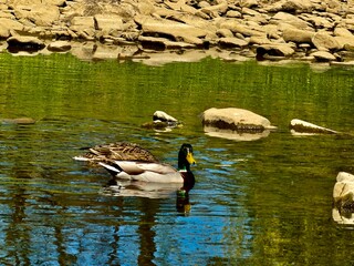 ducks on the lake © Aneta