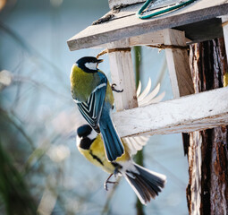 Tits Coming To Feed At A Backyard Bird Feeder And On A Tree In The Forest © Ievgen Skrypko