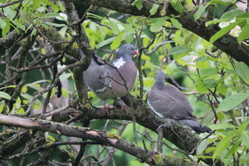 Fototapeta premium A wild pigeon is proud of its chick.