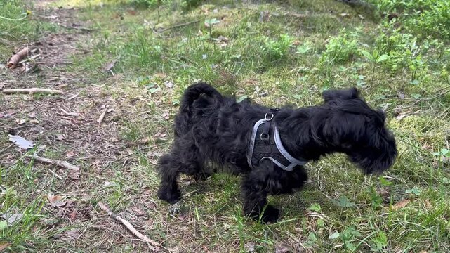 Cute two-month-old miniature schnauzer walking in the woods and exploring nature. 